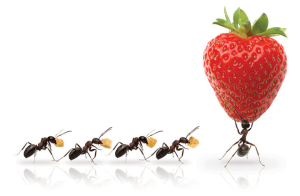 ants extraordinary Covey